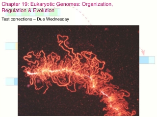 Chapter 19: Eukaryotic Genomes: Organization, Regulation & Evolution