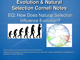 Evolution & Natural Selection Cornell Notes