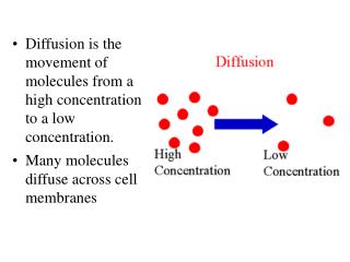 Diffusion is the movement of molecules from a high concentration to a low concentration. Many molecules diffuse across c