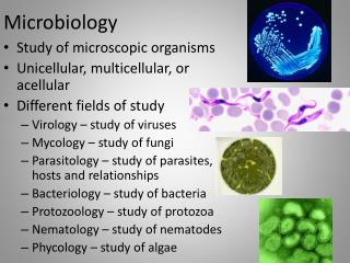 PPT - Microbiology PowerPoint Presentation, Free Download - ID:2099807