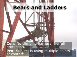 Bears and Ladders