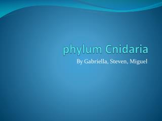 phylum Cnidaria