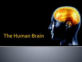The Human Brain