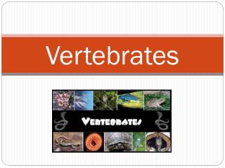 PPT - Vertebrates PowerPoint Presentation, Free Download - ID:2107063