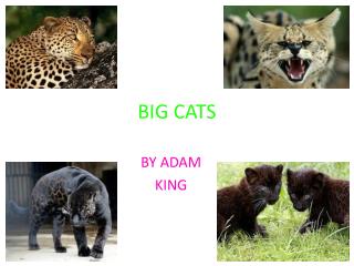 BIG CATS