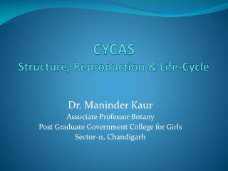 PPT - CYCAS Structure, Reproduction & Life-Cycle PowerPoint Presentation - ID:2109187 PPT - CYCAS Structure, Reproduction & Life-Cycle PowerPoint Presentation - ID:2109187