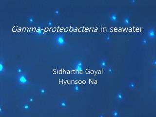 Gamma-proteobacteria in seawater