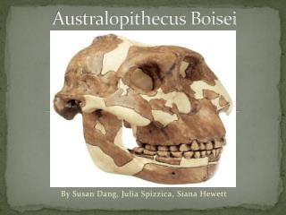 Australopithecus Boisei