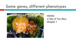 Same genes, different phenotypes