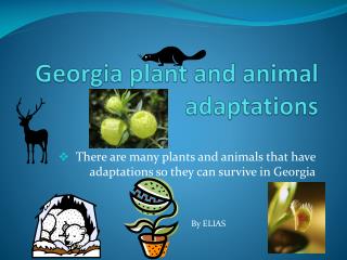 PPT - Georgia plant and animal adaptations PowerPoint Presentation, free  download - ID:2119659