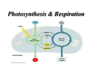 PPT - Photosynthesis, Respiration and transpiration PowerPoint ...