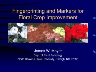 Fingerprinting and Markers for Floral Crop Improvement