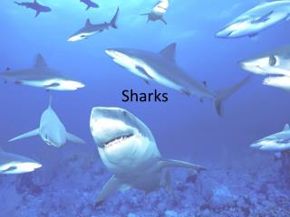 Sharks