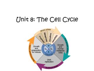 Unit 8: The Cell Cycle