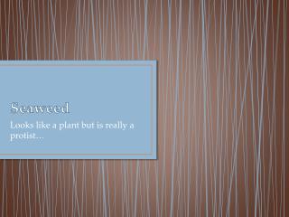 Seaweed