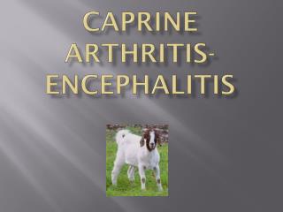 caprine arthritis and encephalitis