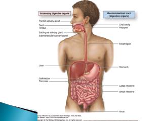 ORAL CAVITY, LIPS AND TONGUE