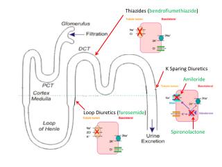 PPT - Loop Diuretics ( furosemide ) PowerPoint Presentation, free ...