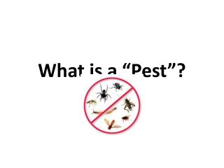 What is a “Pest ”?