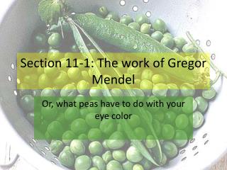Section 11-1: The work of Gregor Mendel
