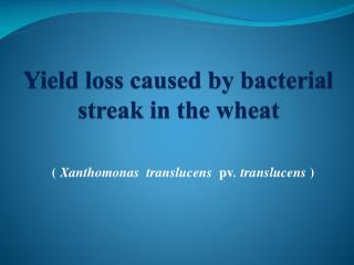 Yield loss caused by bacterial streak in the wheat