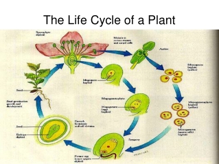 The Life Cycle of a Plant