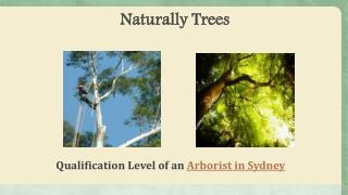 Professional Arborists in Sydney