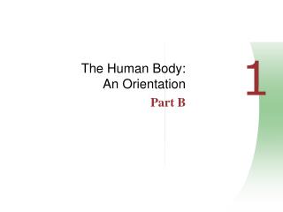 The Human Body: An Orientation Part B