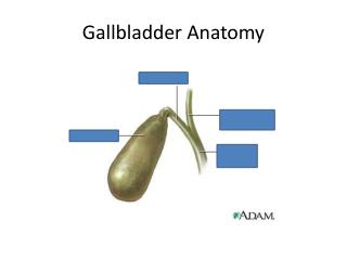 Gallbladder Anatomy PowerPoint (PPT) Presentations, Gallbladder Anatomy ...