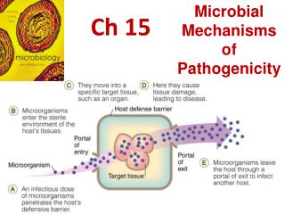 Ch 15