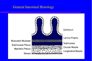 General Intestinal Histology