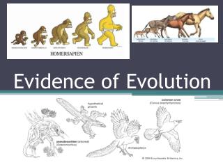 PPT - Evidence Of Evolution PowerPoint Presentation, Free Download - ID ...