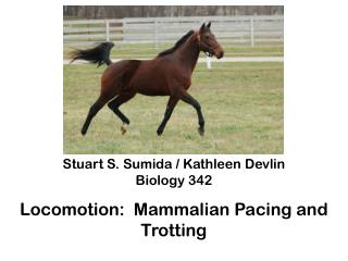 Stuart S. Sumida / Kathleen Devlin Biology 342 Locomotion: Mammalian Pacing and Trotting