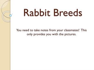 Rabbit Breeds