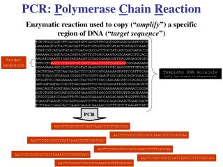 PCR: P olymerase C hain R eaction