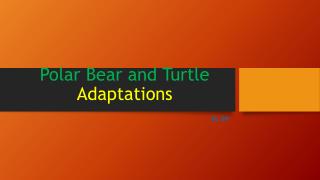 Polar Bear and Turtle Adaptations