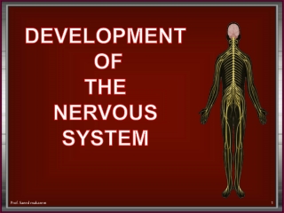 DEVELOPMENT OF THE NERVOUS SYSTEM
