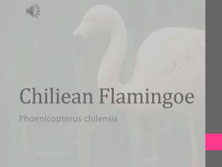 Chiliean Flamingoe