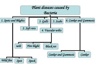 1.Bacterial spots and blights