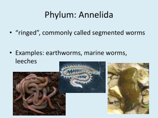 Phylum: Annelida