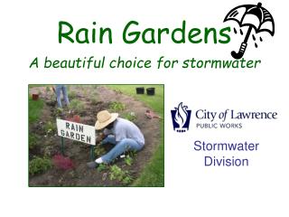 Rain Gardens A beautiful choice for stormwater