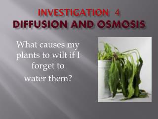 Investigation 4 DIFFUSION AND OSMOSIS