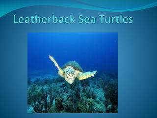 PPT - Leatherback Sea Turtles PowerPoint Presentation, free download ...