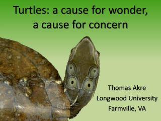 Turtles: a cause for wonder, a cause for concern