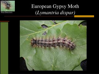 European Gypsy Moth ( Lymantria dispar)