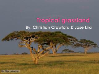 Tropical grassland