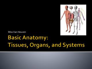 Basic Anatomy: Tissues, Organs, and Systems