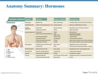 Anatomy Summary: Hormones