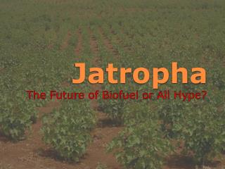 Jatropha