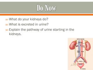 urine kidneys formation urinary system ppt powerpoint presentation